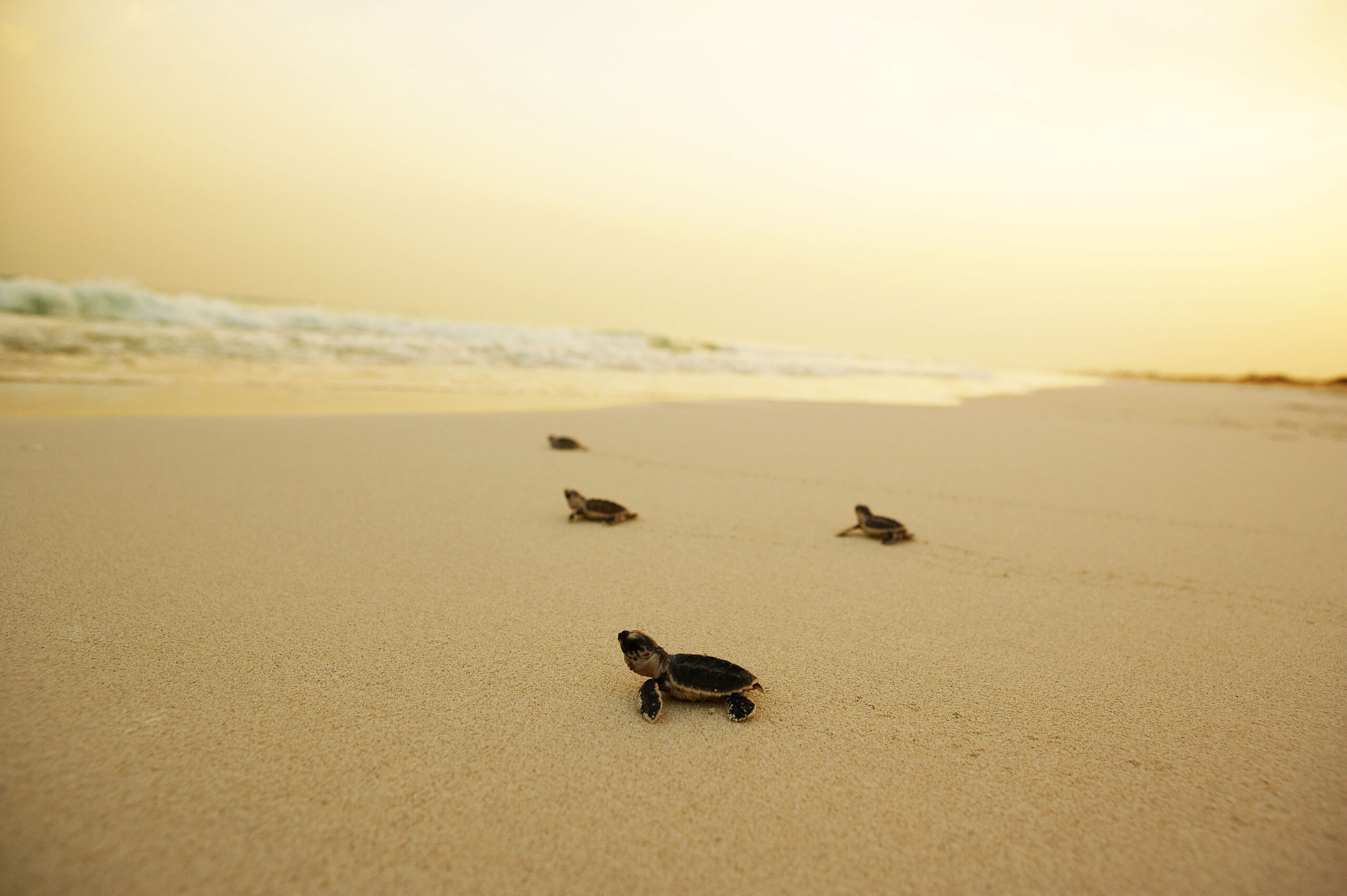 Saadiyat Beach - turtles 1