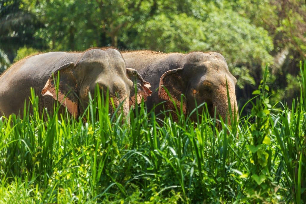 The-stunning-world_s-largest-land-mammal-1030x687