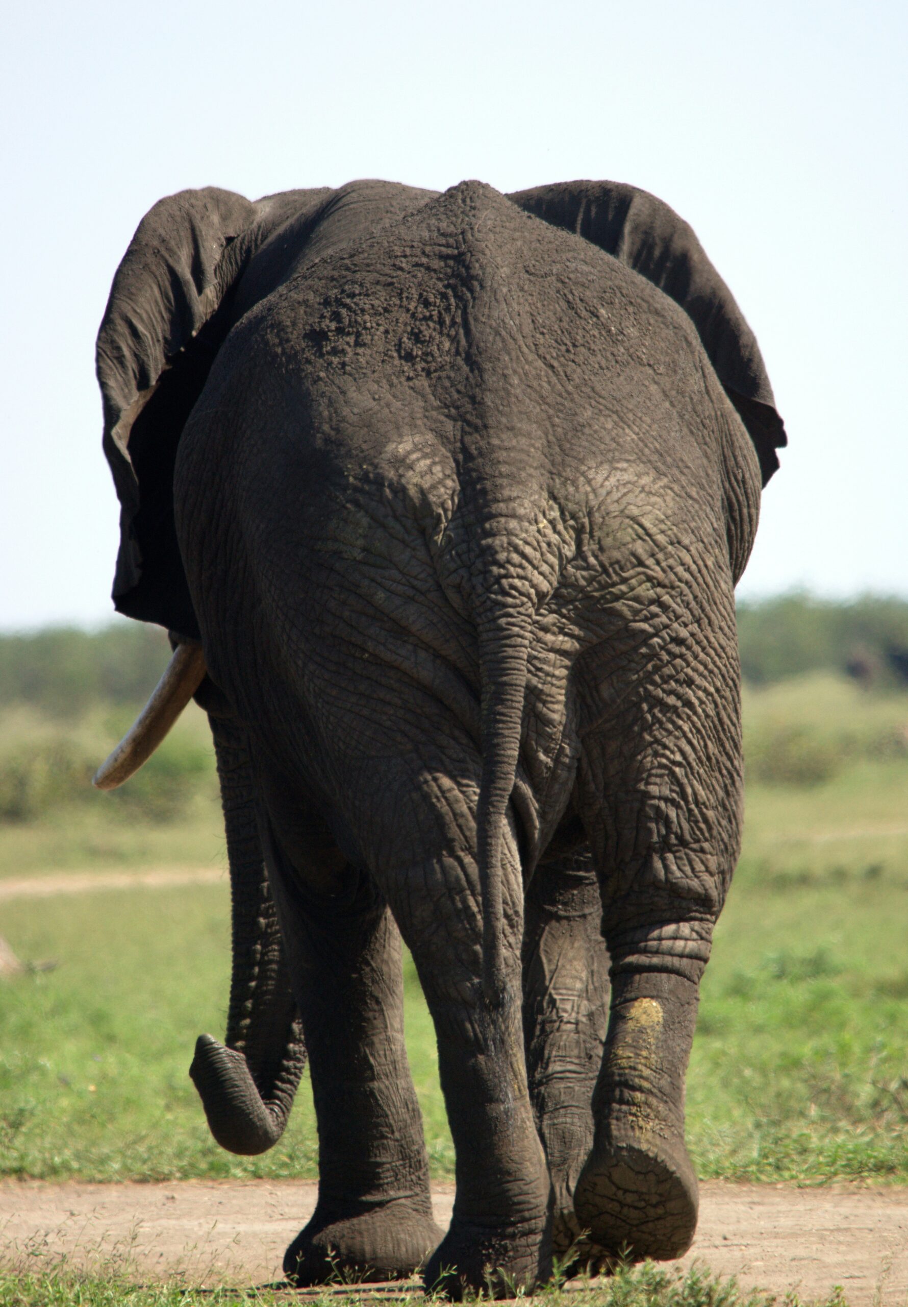 Kruger Park - The Travel Authority.8