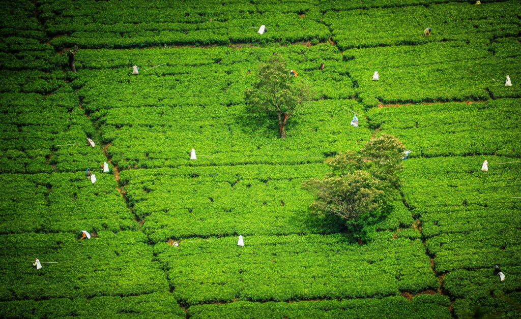 Sri Lanka