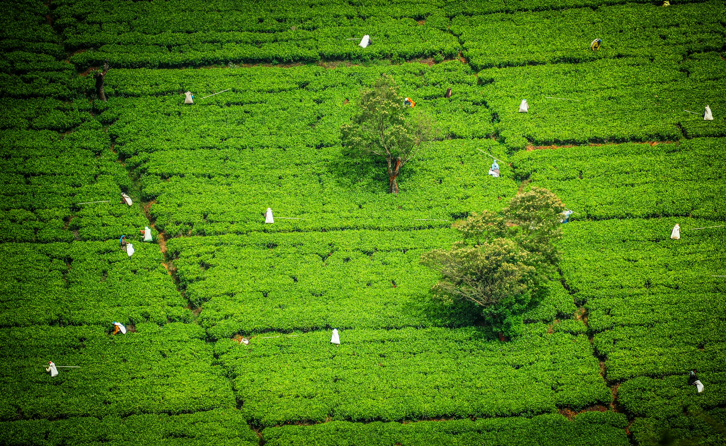 Sri Lanka tea plantation aerial view