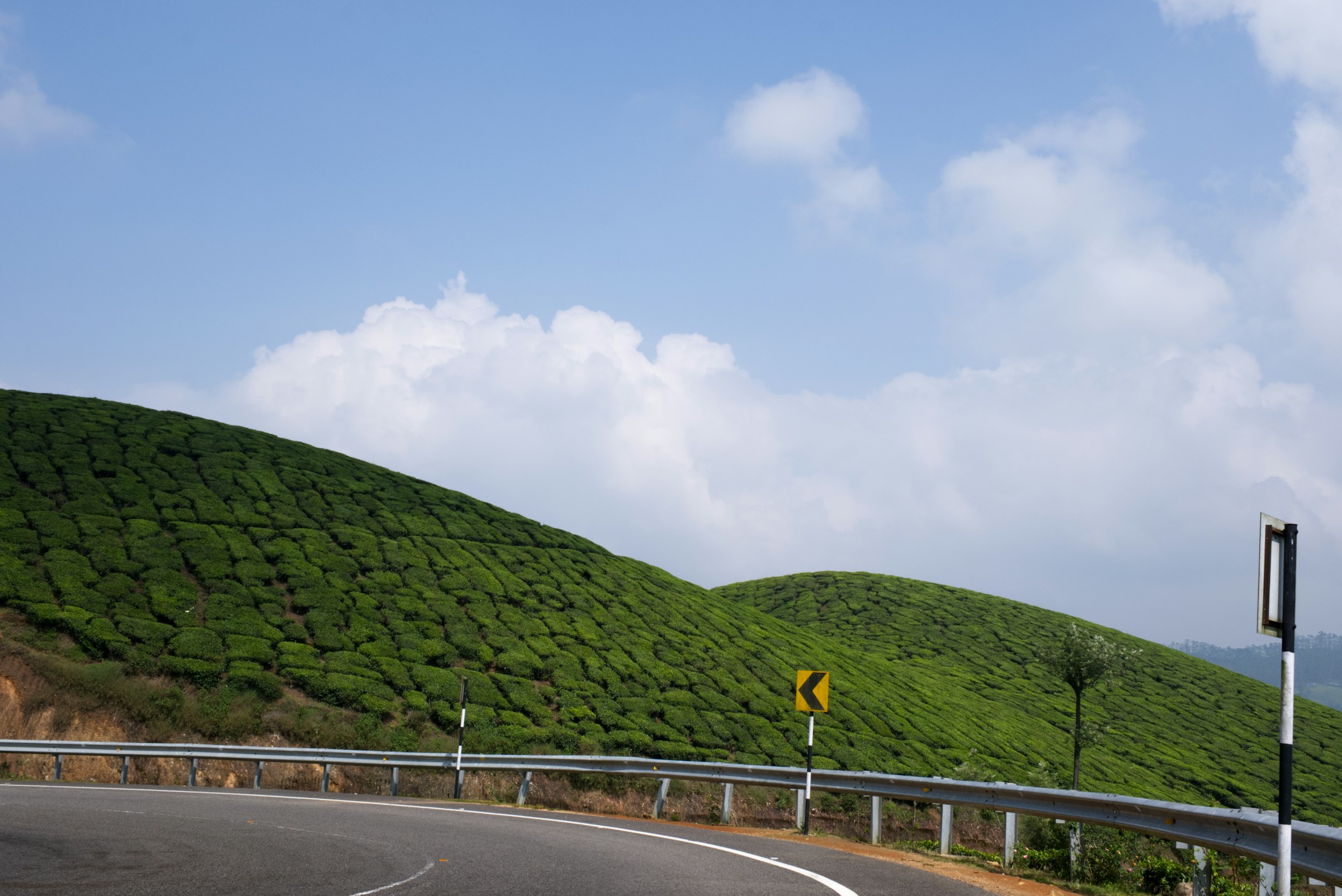Curving road through lush green tea plantations, Munnar