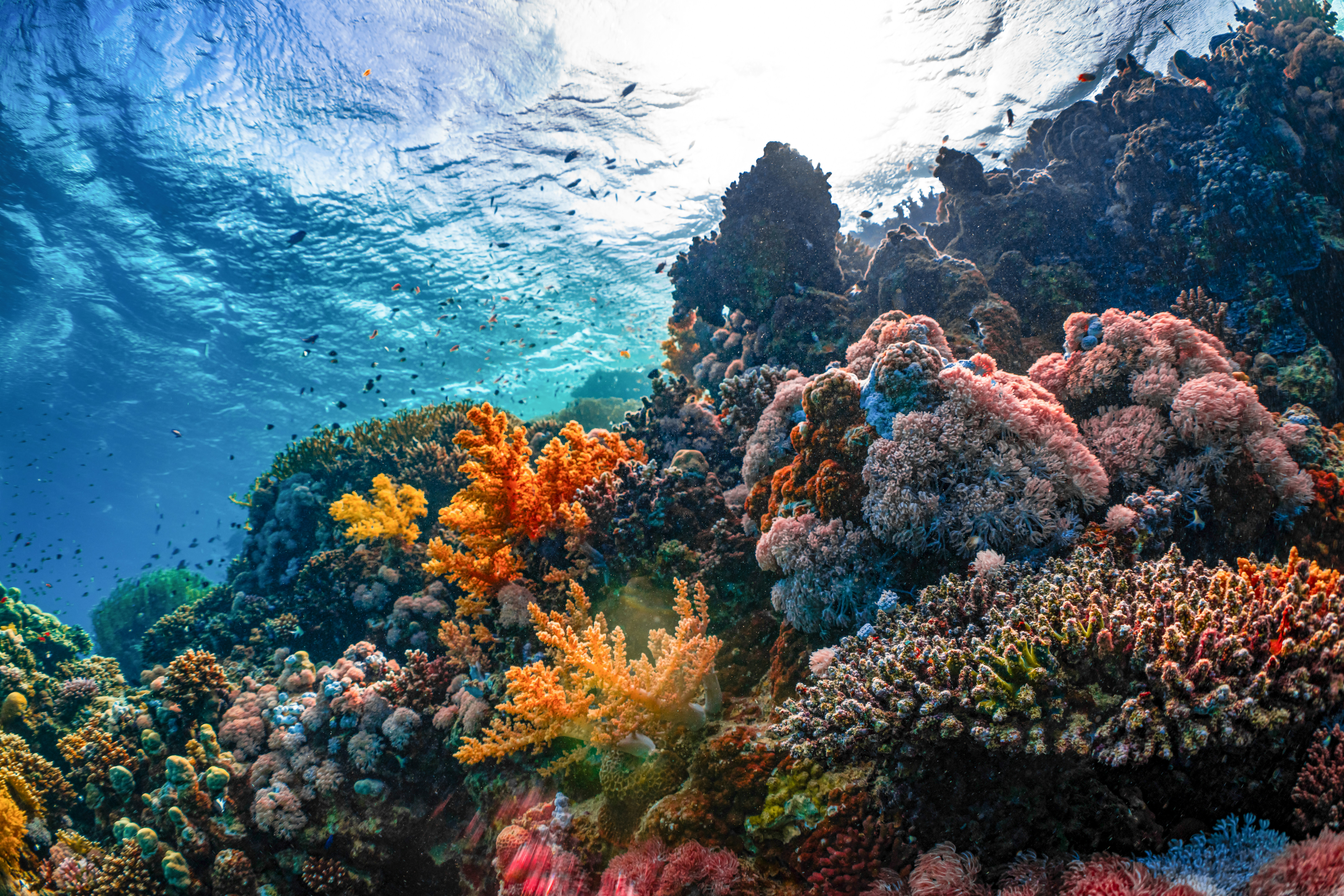 Colourful coral reef underwater
