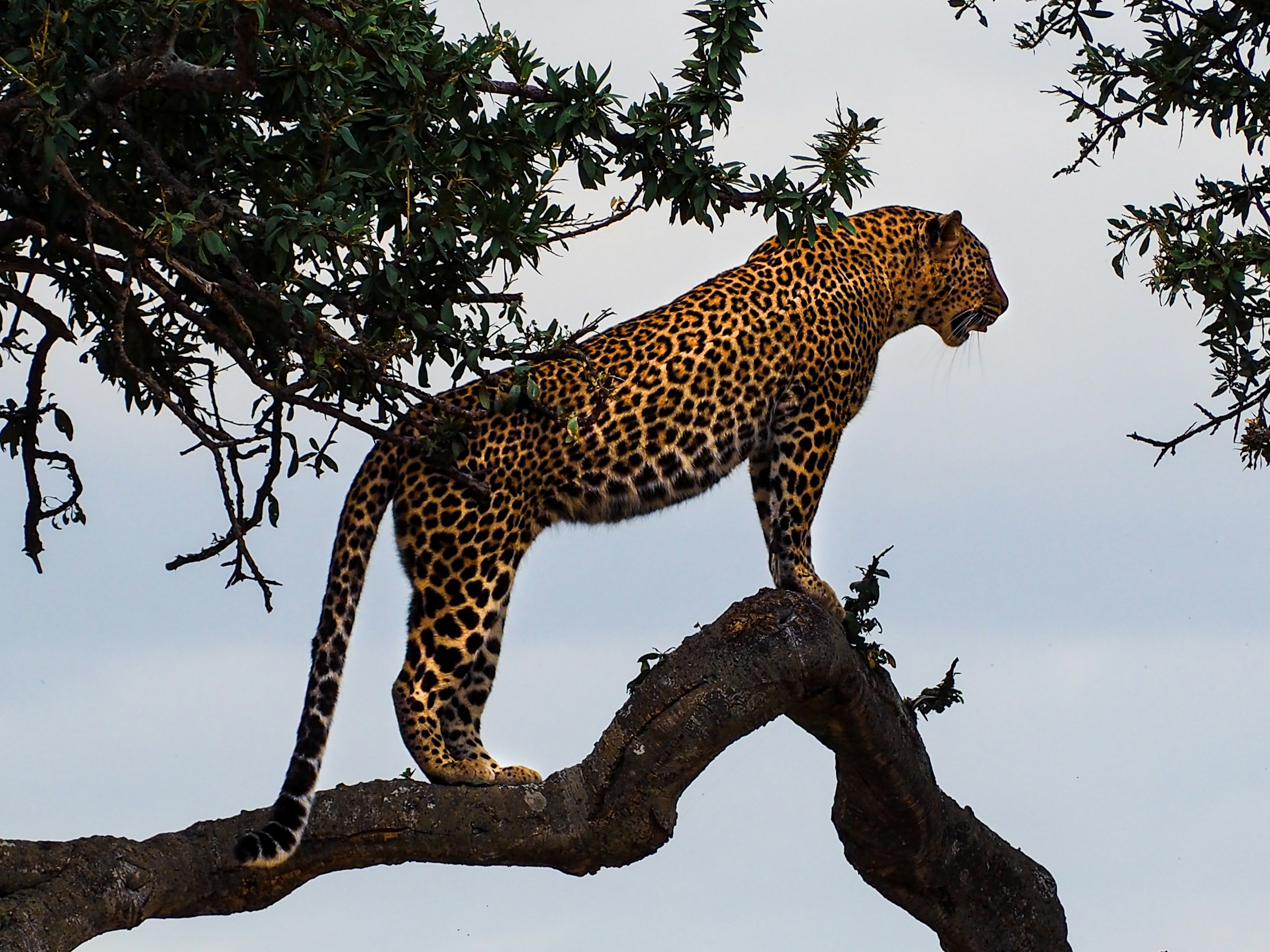 Leopard standing on a tree branch
