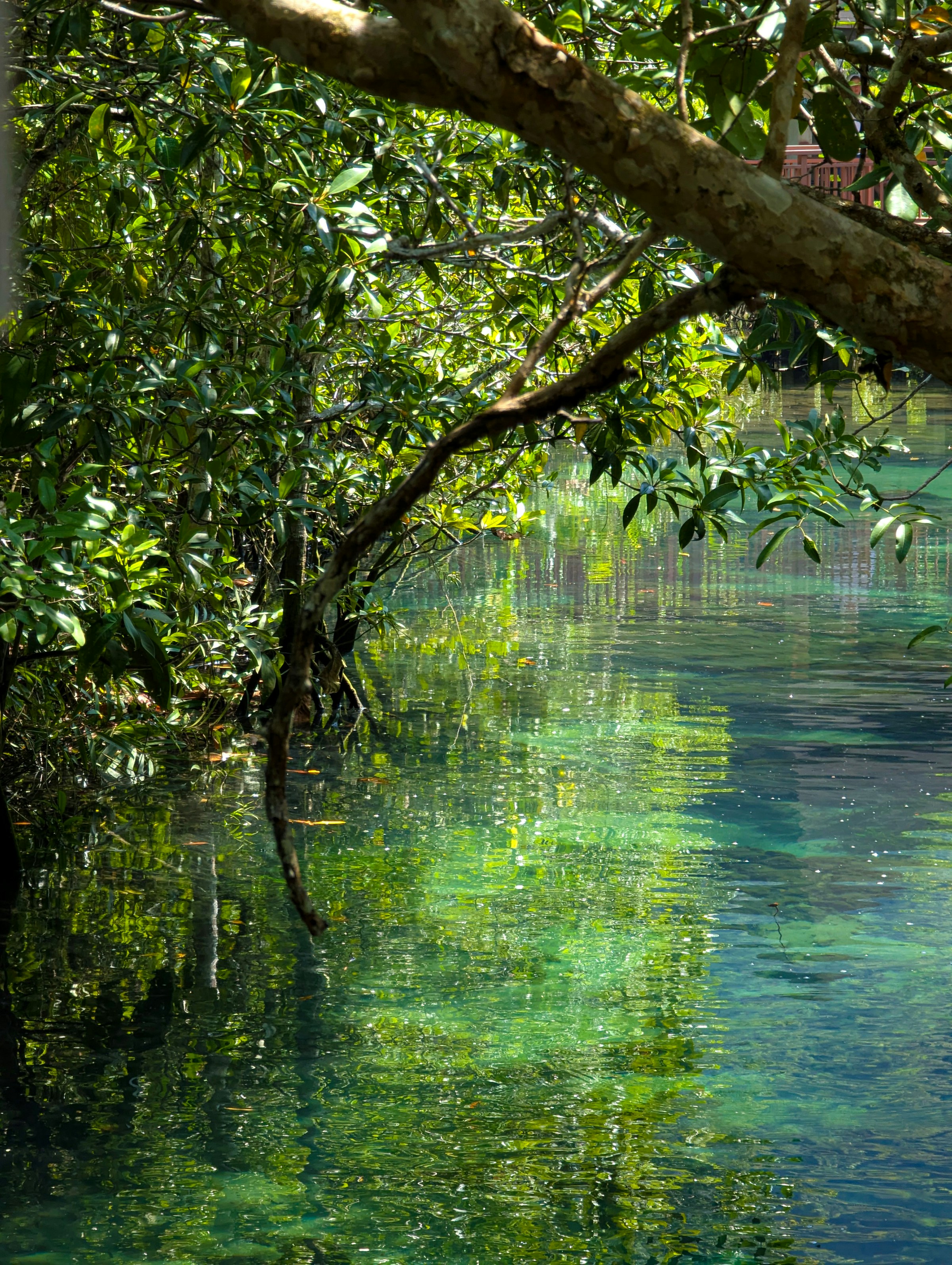 Lush green trees reflected in clear turquoise water