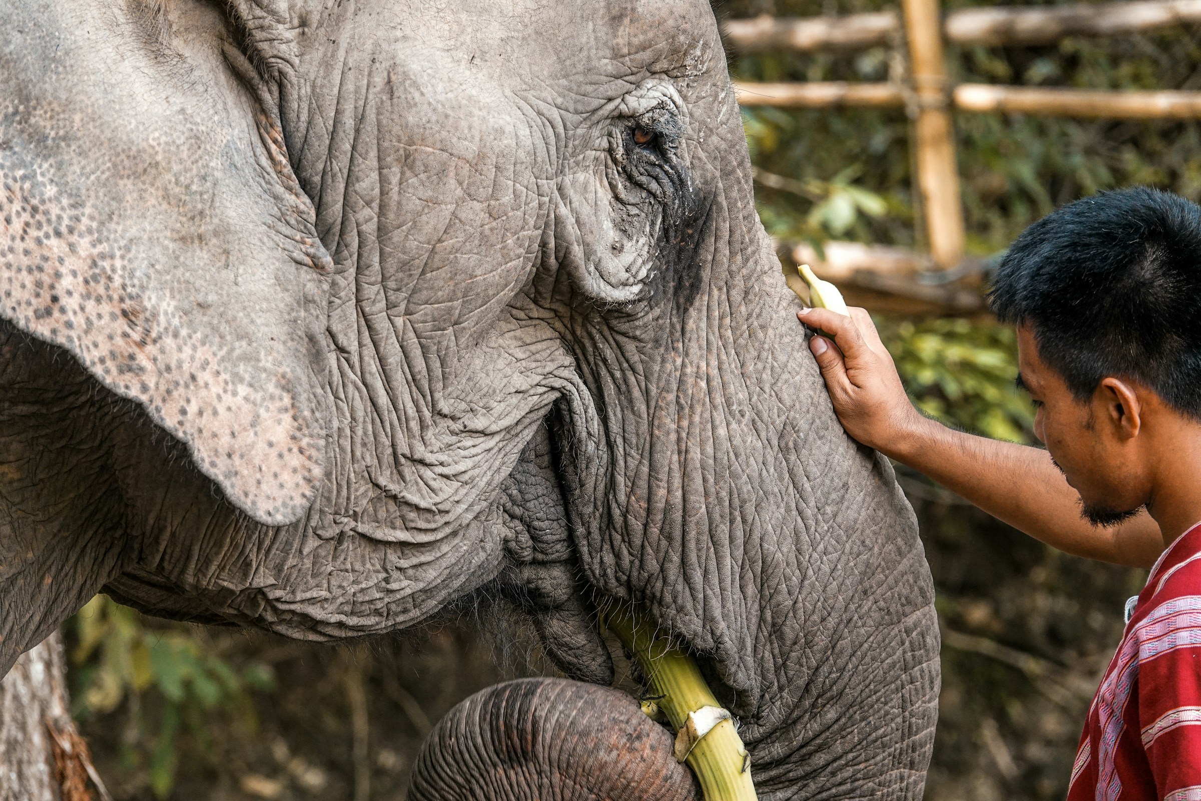Man feeding sugarcane to an elephant
