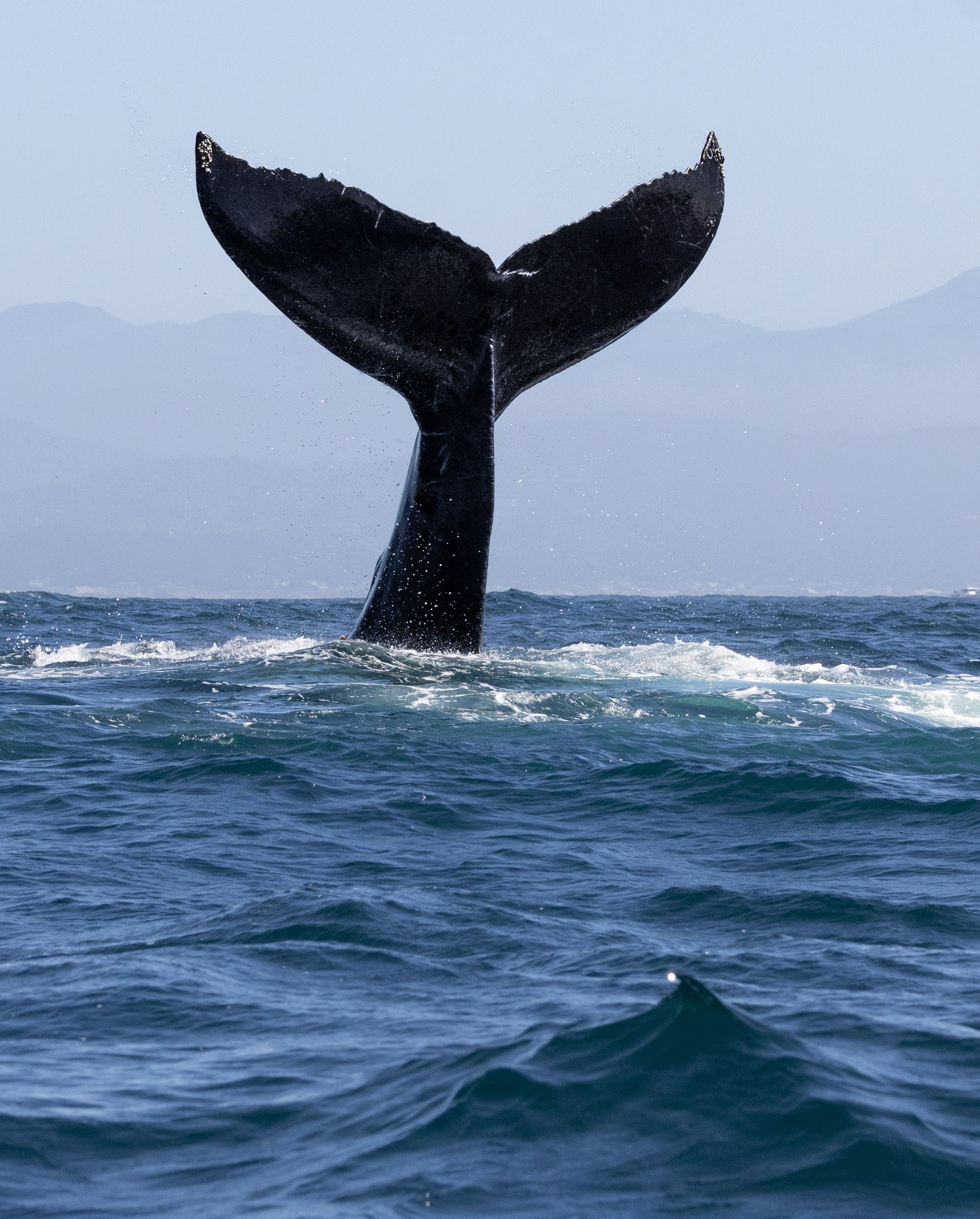 Whale tail breaching the ocean surface