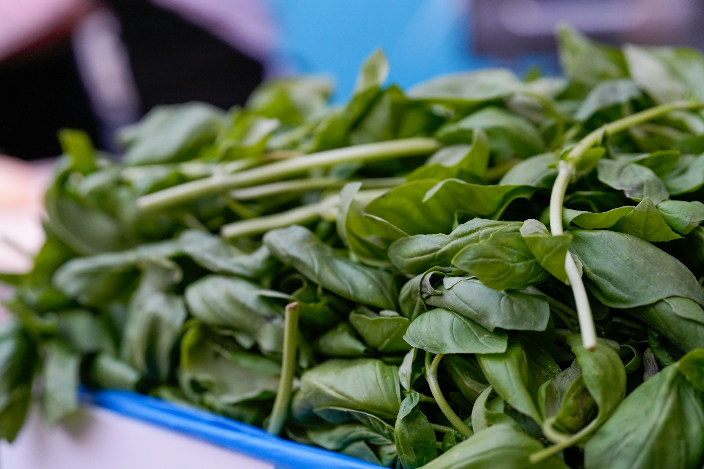 Pile of fresh green basil leaves