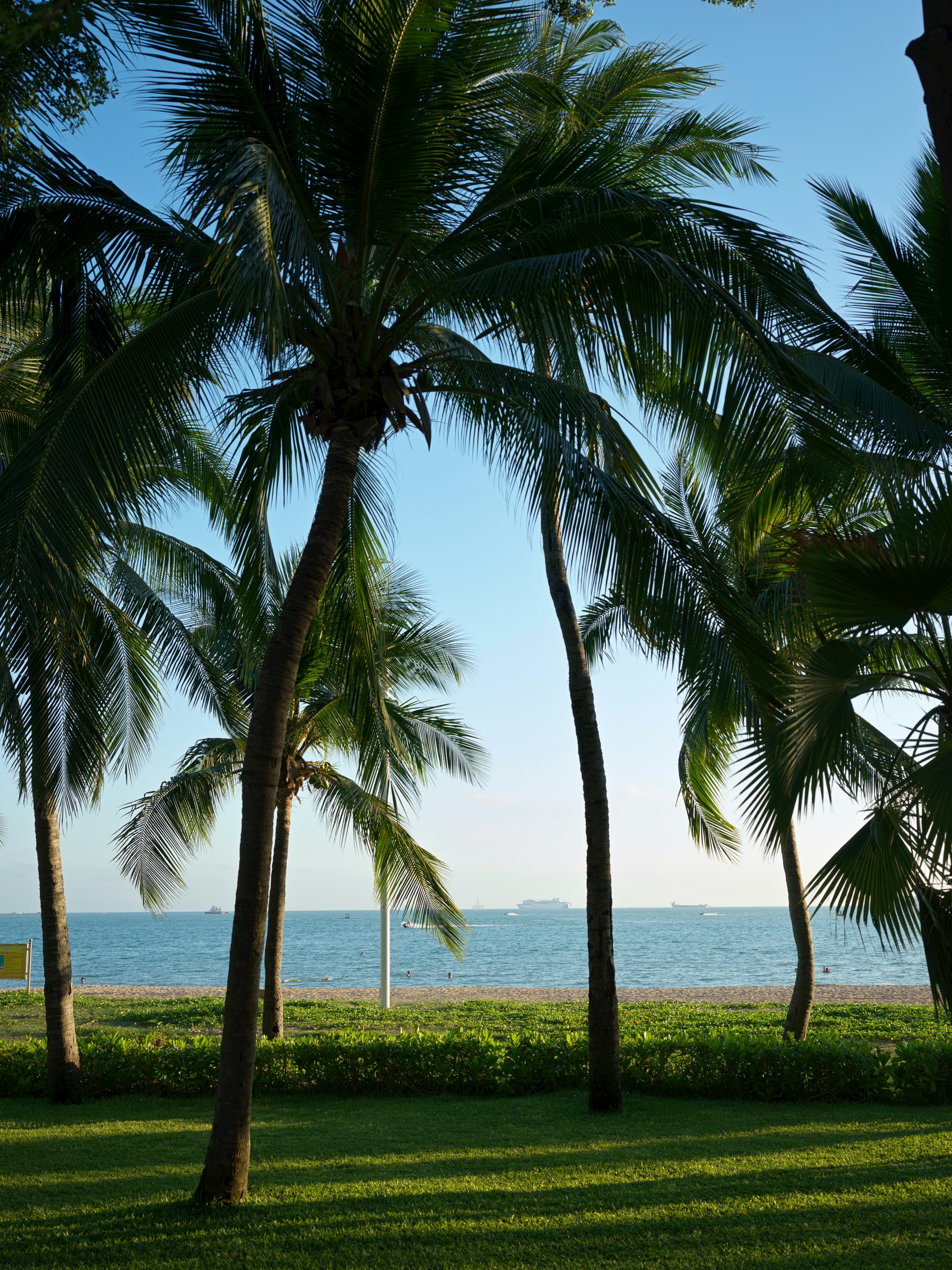 Tropical palm trees over serene beach and ocean