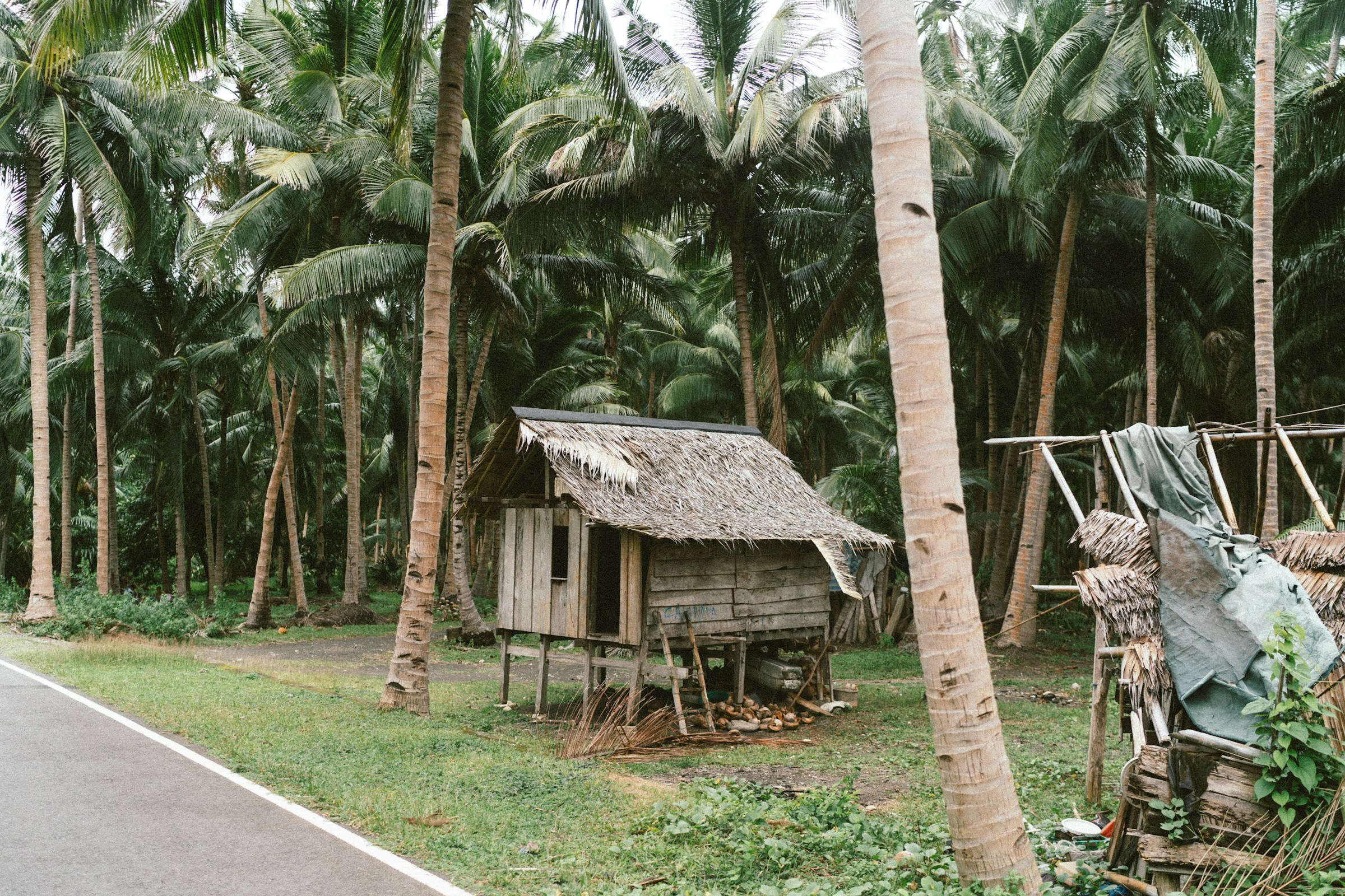 Small wooden hut surrounded by palm trees