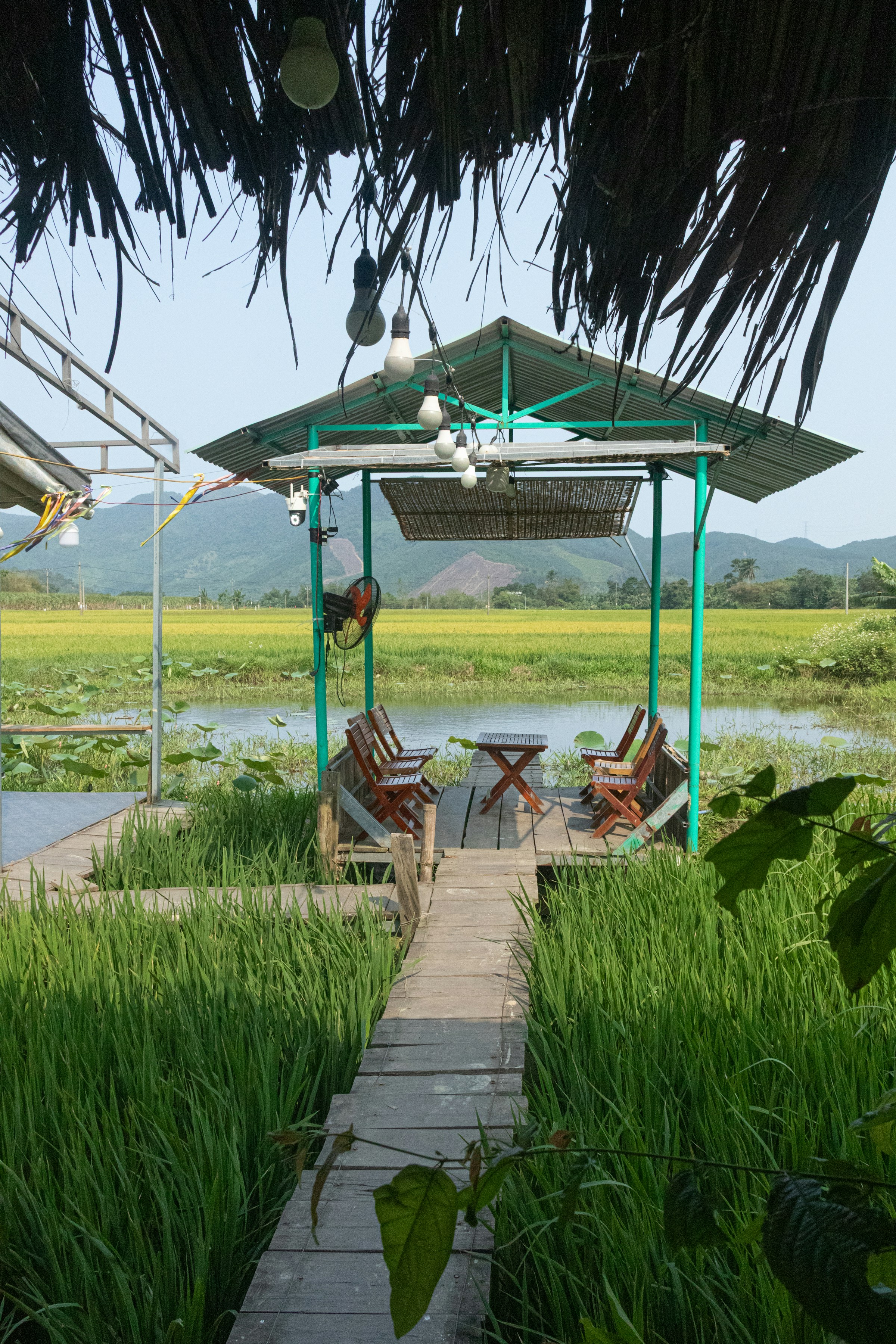 Wooden pathway leading to a gazebo in a rice field