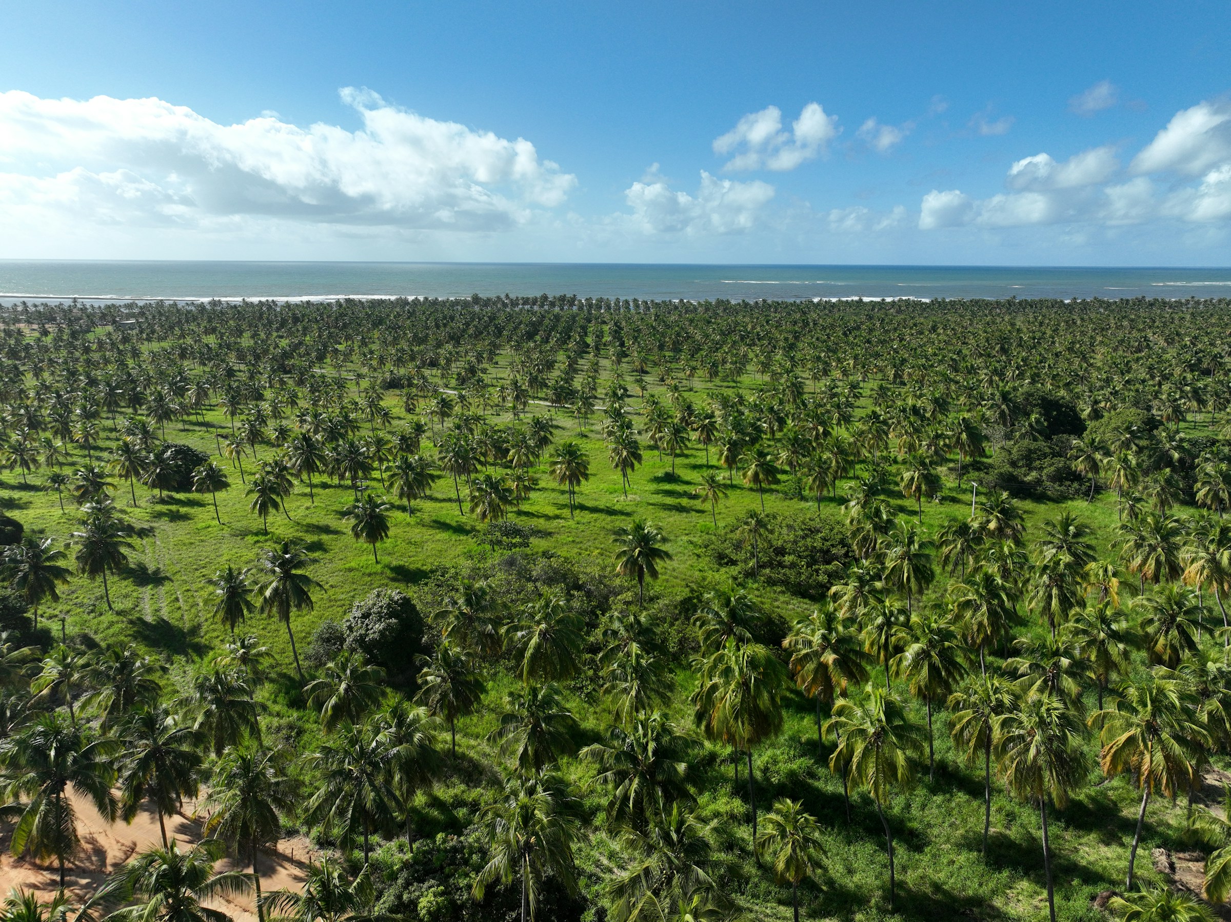 Palm tree plantation extending to the ocean
